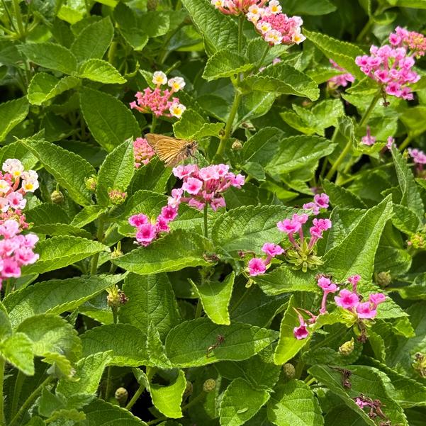 Lantana camara Bandolista™ 'Pink Lemonberry' Image