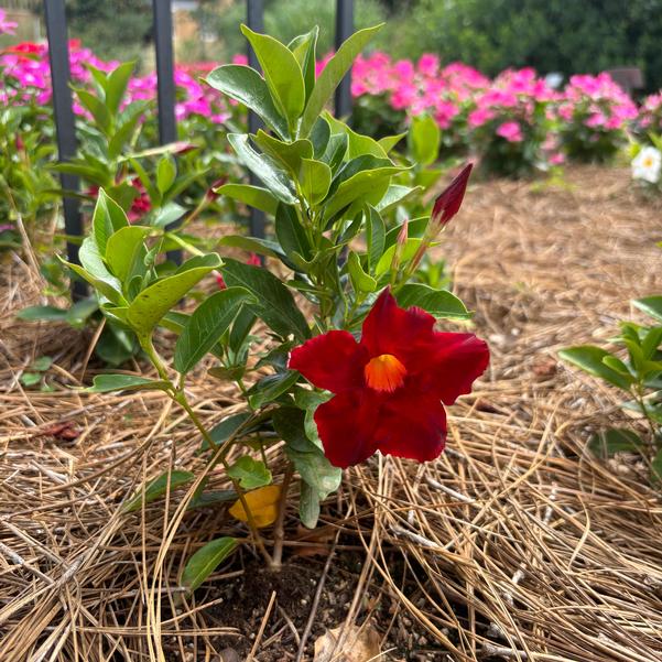 Mandevilla hybrida Madinia® 'Elegant Velvet Red' Image