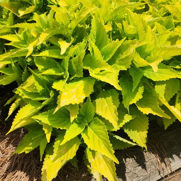 Coleus ColorBlaze® 'Lime Time' Image