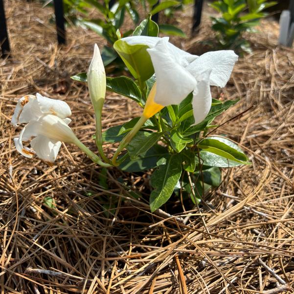 Mandevilla hybrida Madinia® 'Elegant White' Image