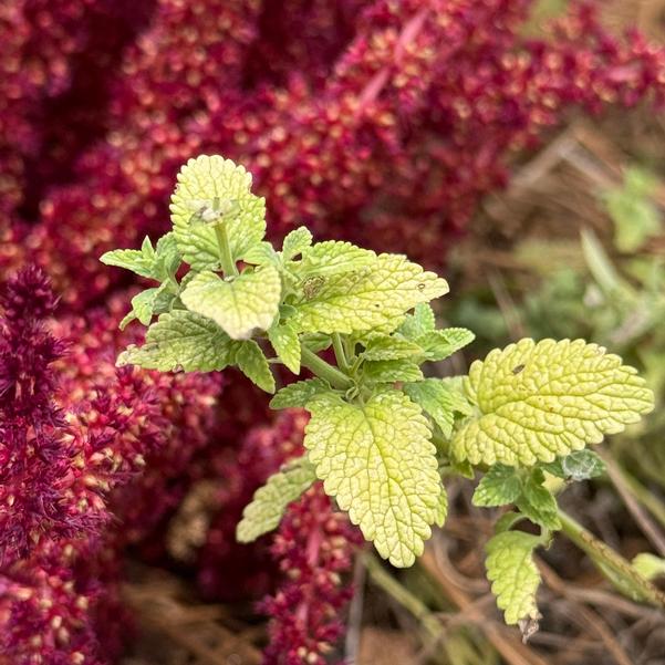 Nepeta Serene 'Frost' Image