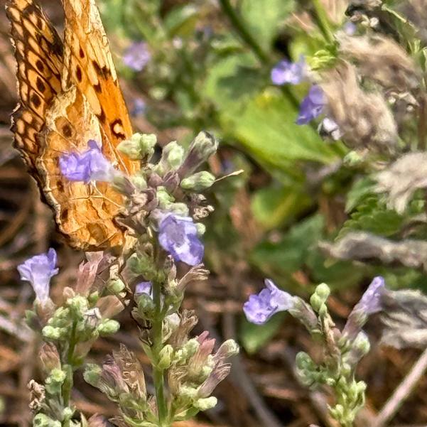 Nepeta Serene 'Lilac' Image
