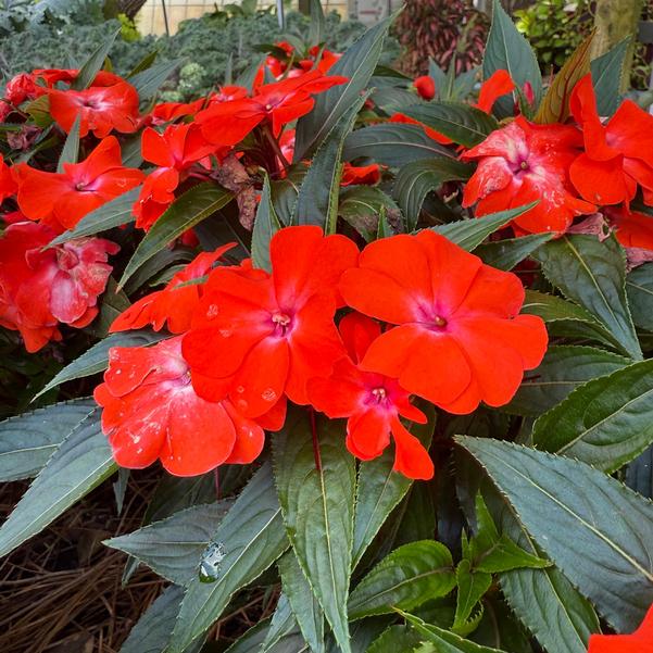 New Guinea Impatiens Clockwork™ 'Orange Glow' Image