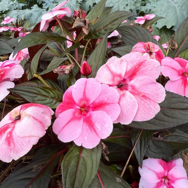 New Guinea Impatiens ColorPower™ 'Pink Flame' Image