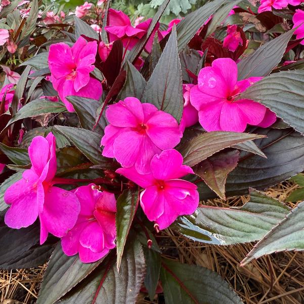 New Guinea Impatiens ColorPower™ 'Violet Shadow' Image