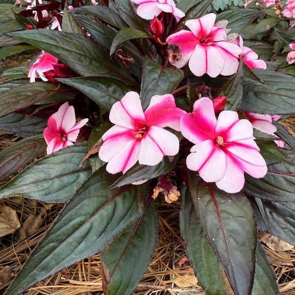 NGI Magnum 'Violet Star' Image