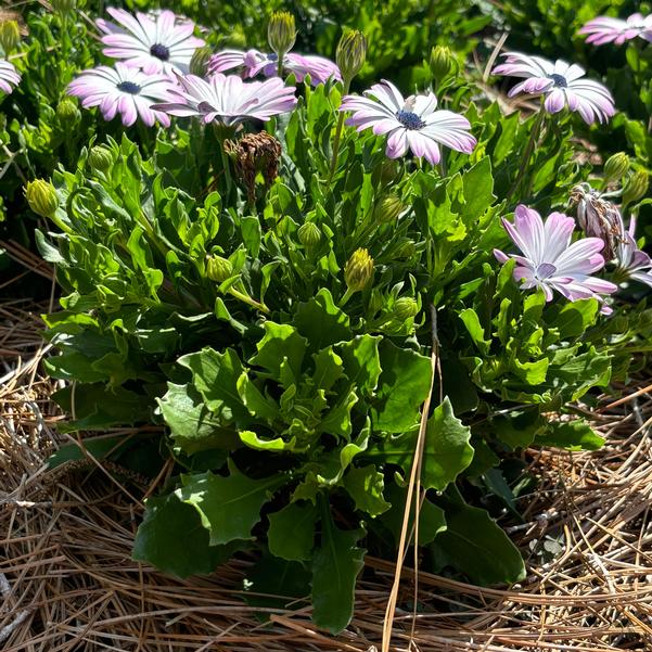 Osteospermum FlowerPower™ 'Petite Light Pink+Eye' Image