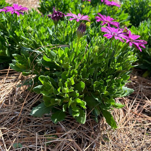 Osteospermum FlowerPower™ 'Petite Purple' Image