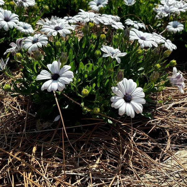 Osteospermum FlowerPower™ 'Petite White' Image