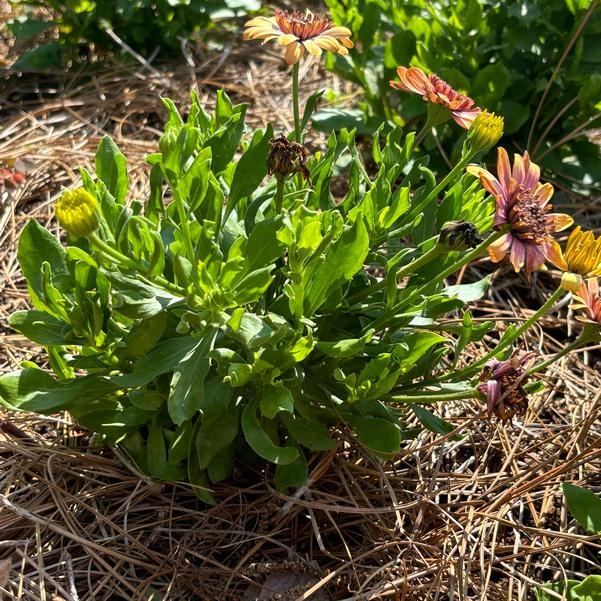 Osteospermum 4D™ 'Pink' Image