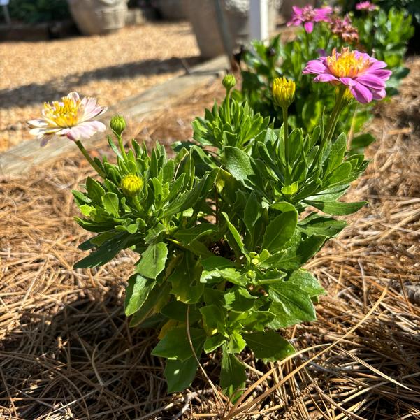 Osteospermum 4D™ 'Pink Lemonade' Image