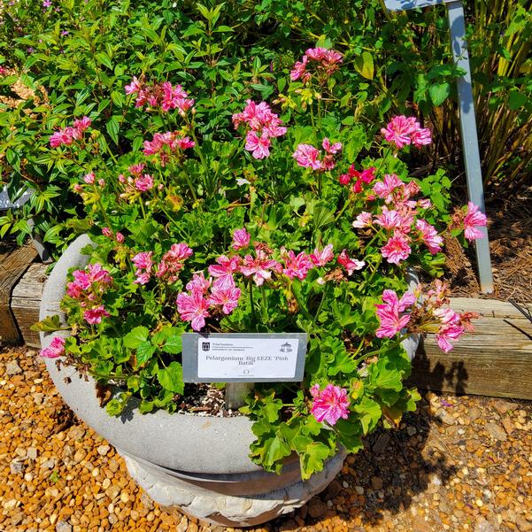 Pelargonium Big EEZE 'Pink Batik' Image