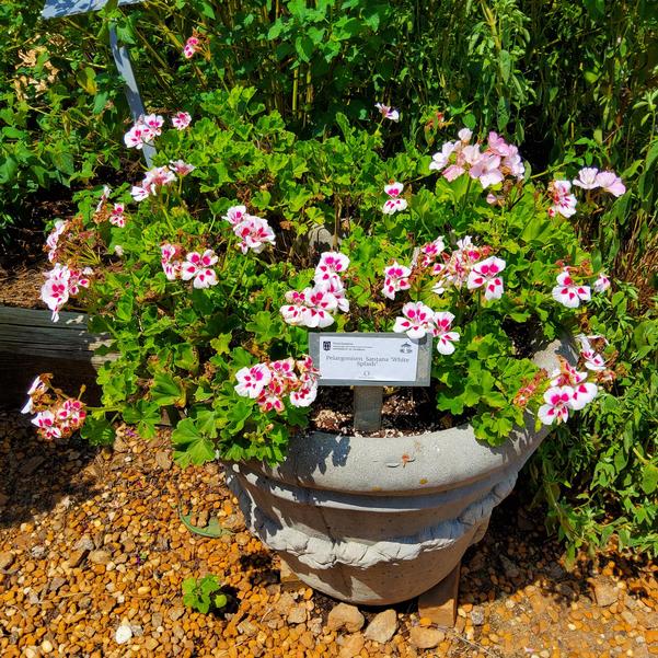 Pelargonium Santana 'White Splash' Image
