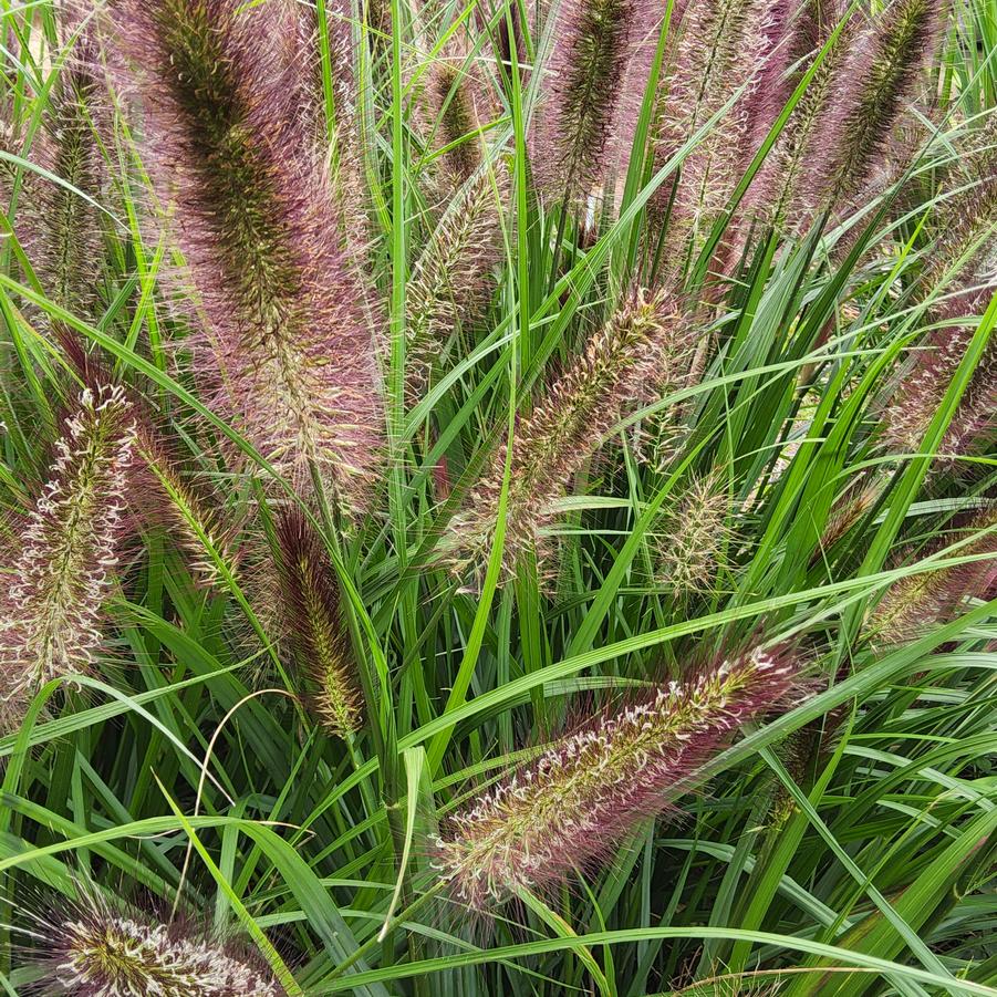 Pennisetum aloepecuroides 'Water to Wine' Image
