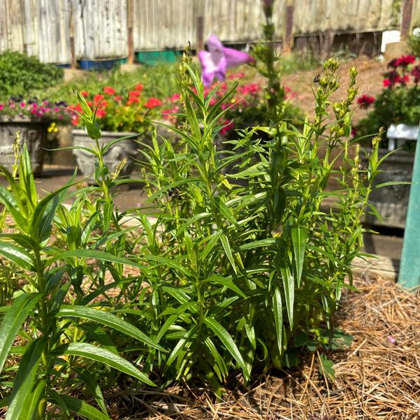 Penstemon Mountain Treats 'Lavender' Image