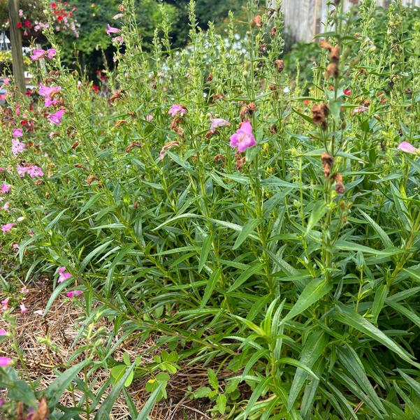 Penstemon Mountain Treats 'Purple' Image