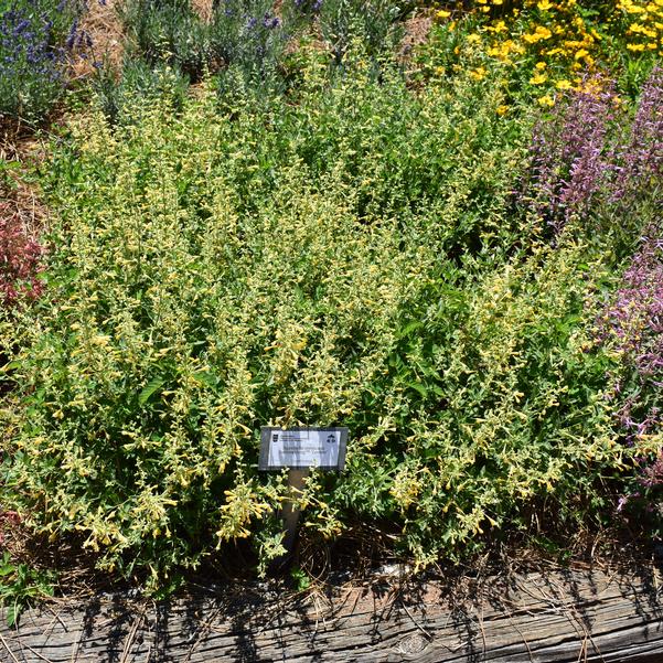 Agastache mexicana Summerlong™ 'Lemon' Image