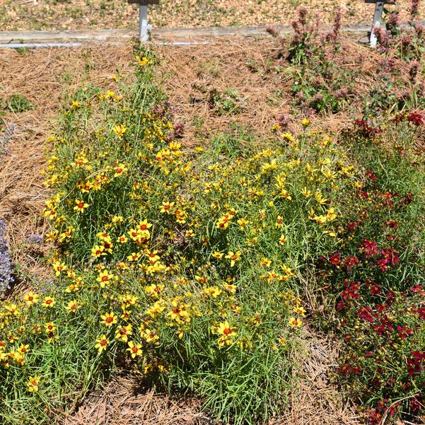 Coreopsis DESIGNER THREADS 'Golden Needles'' Image