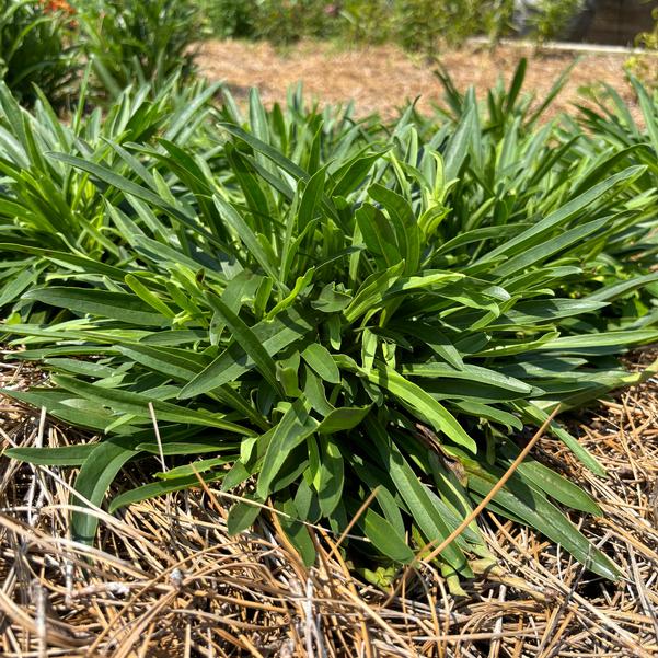 Penstemon Summit Sweets 'Purple' Image