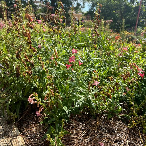 Penstemon Mountain Treats 'Red (Quartz Red)' Image