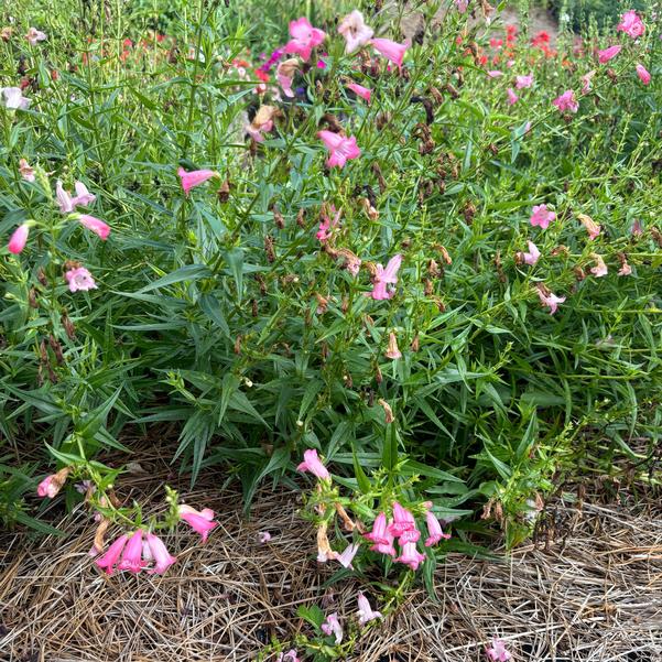 Penstemon Mountain Treats 'Rose' Image