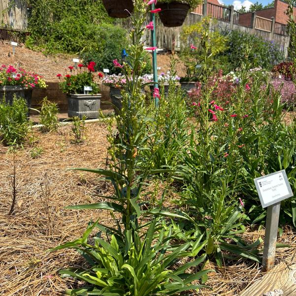 Penstemon Summit Sweets 'Ruby' Image