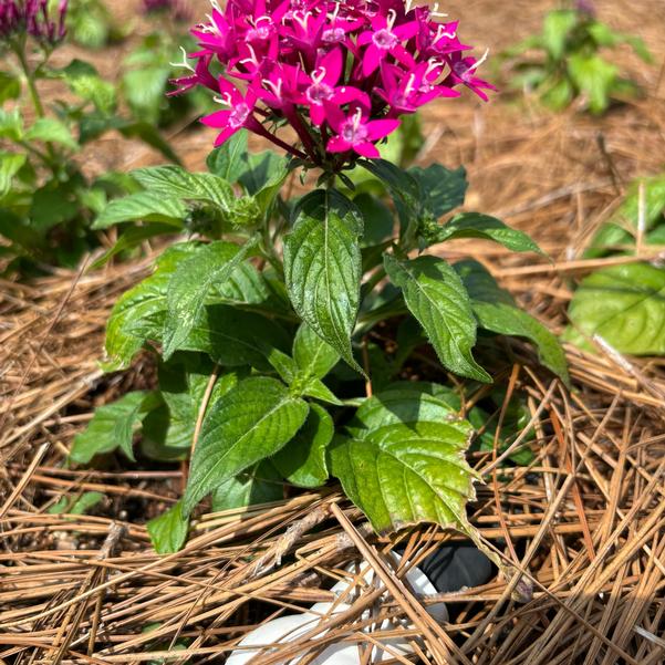 Pentas Lucky Star® 'Violet Improved' Image