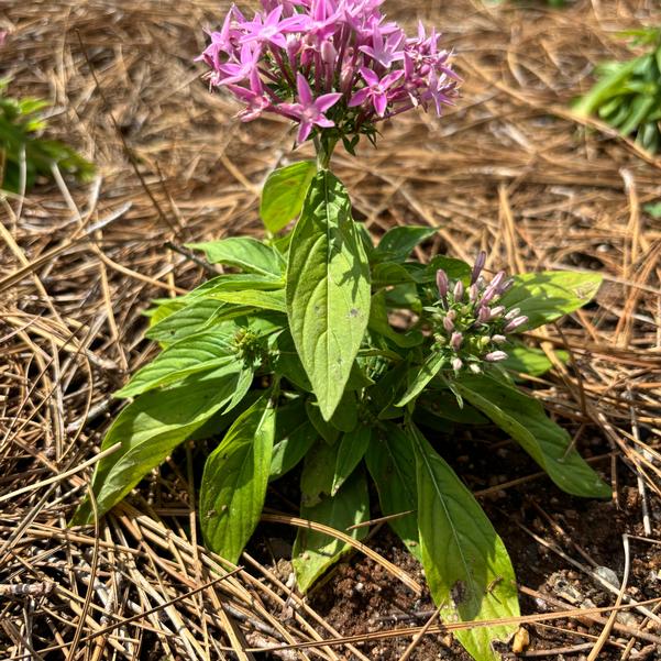 Pentas lanceolata Beehive™ 'Lilac' Image
