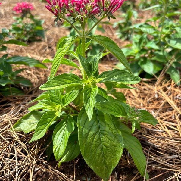 Pentas lanceolata Beehive™ 'Lipstick' Image