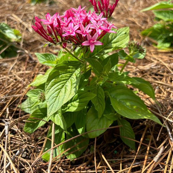 Pentas lanceolata Beehive™ 'Pink Bicolor' Image