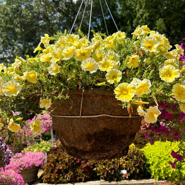 Petunia 'Bees Knees' Image