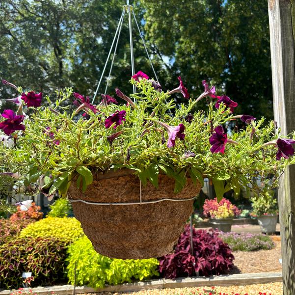 Petunia Main Stage™ 'Burgundy Sky' Image