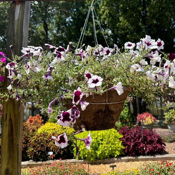 Petunia Main Stage™ 'Merlot Glacier Sky' Image