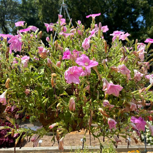Petunia Easy Wave® 'Pink Pearl' Image