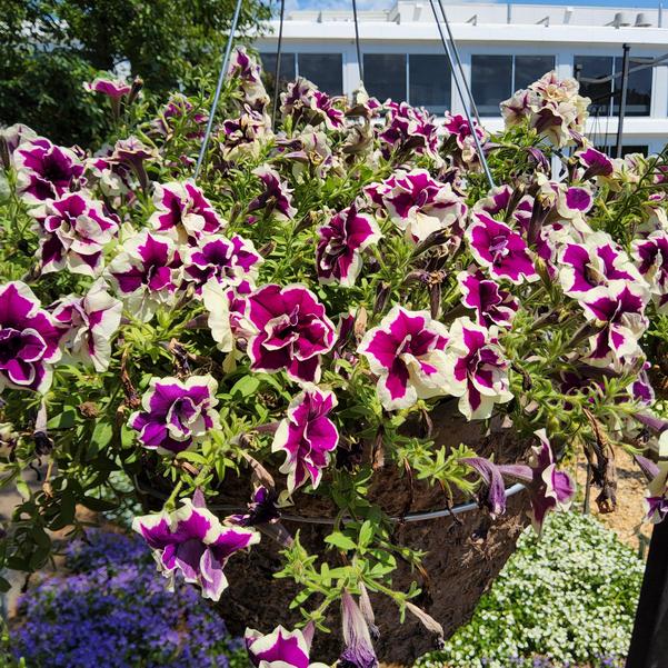 Petunia 'Radiant Ruby' Image