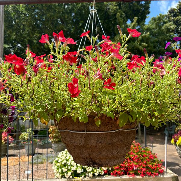 Petunia Shock Wave® 'Red Improved' Image