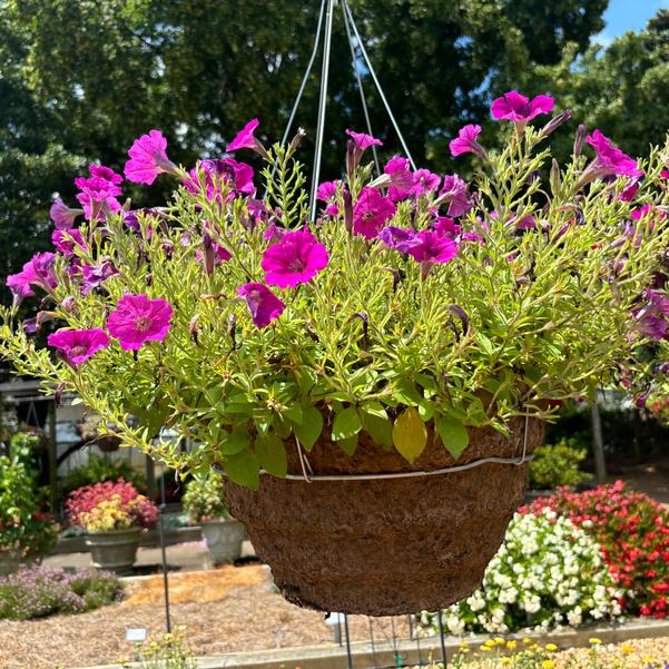 Petunia Shock Wave® 'Rose Vein' Image