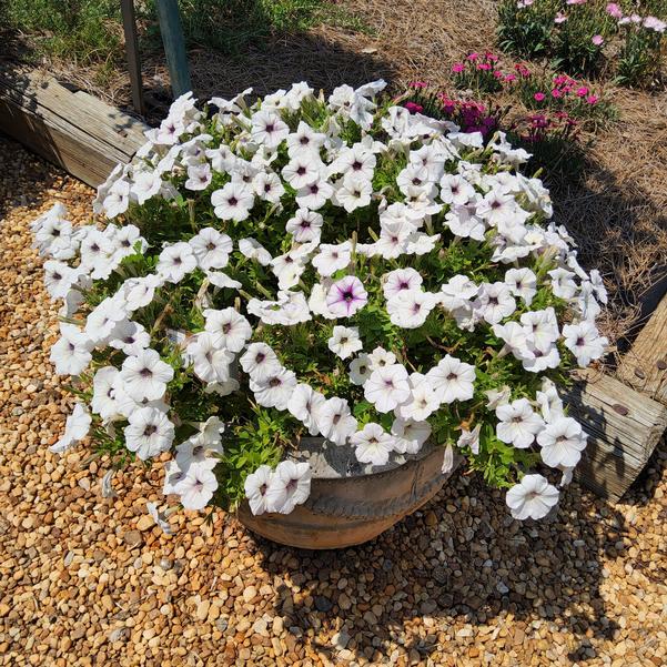 Petunia Trilogy 'Silver Blotch' Image