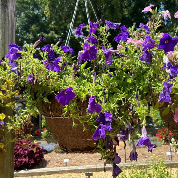 Petunia Ez Rider® 'True Blue' Image