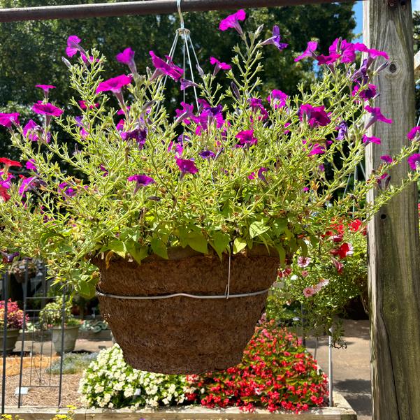 Petunia Shock Wave® 'Violet Improved' Image