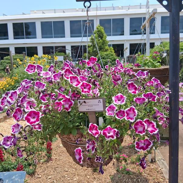 Petunia hybrida Painted 'Purple' Image