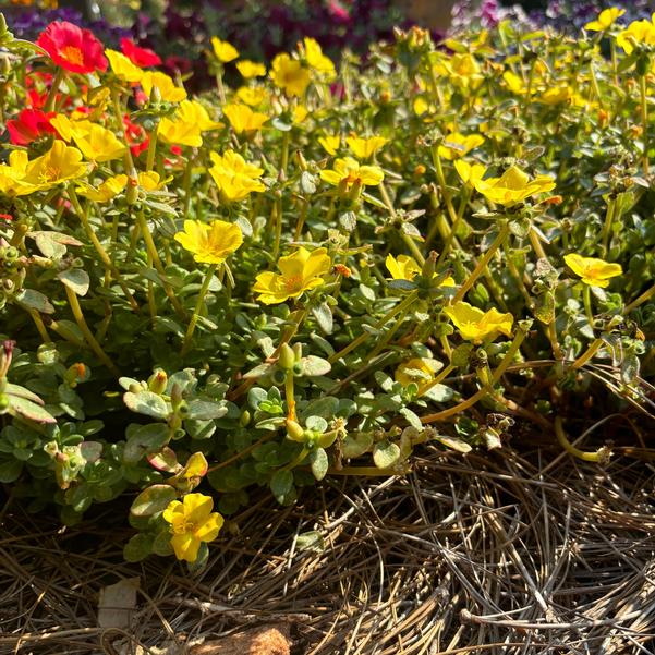 Portulaca Pazzaz Nano 'Gold' Image
