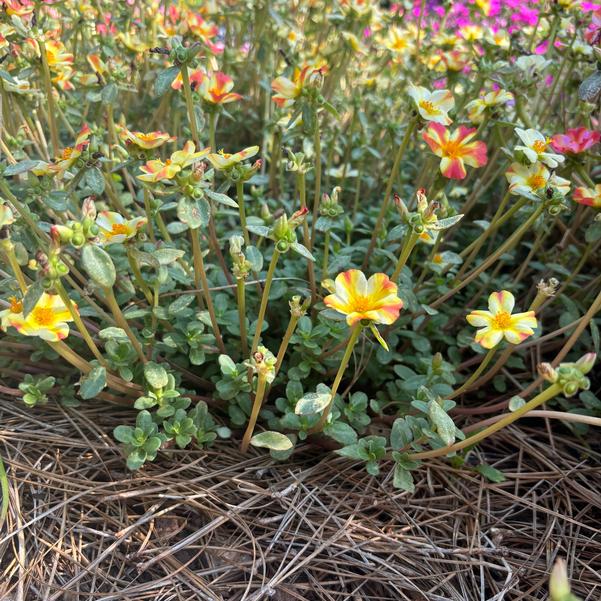Purslane RíoGrande™ 'Citrus Crush' Image