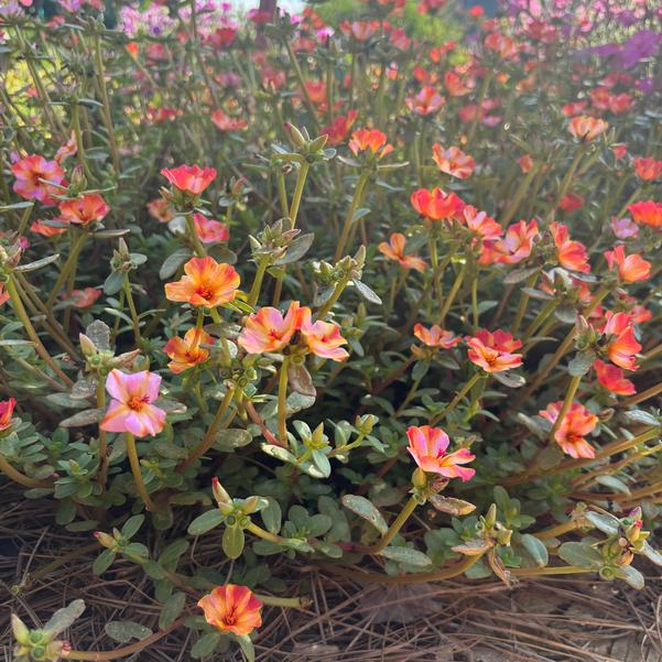 Purslane RíoGrande™ 'Raspberry Lemonade' Image