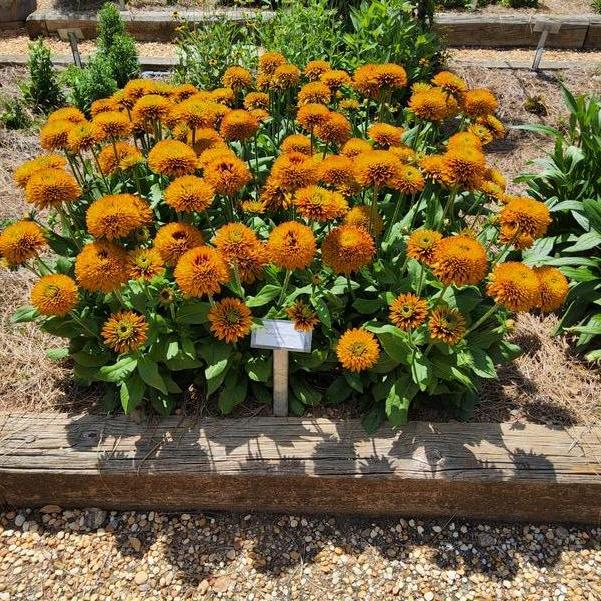 Rudbeckia hirta Solar Sisters™ Image