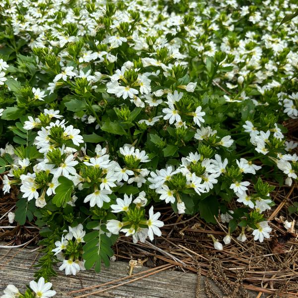Scaevola Scala Cappello 'Cappello White' Image