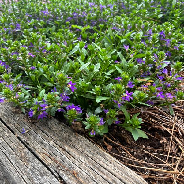 Scaevola aemula Fanatix™ 'Compact Dark Blue' Image