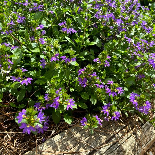 Scaevola aemula Fanatix™ 'Dark Blue' Image