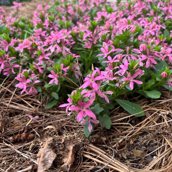 Scaevola aemula Stardiva® 'Pink' Image