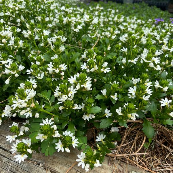 Scaevola aemula Fanatix™ 'White' Image